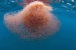 Conoce el Aceite de Krill