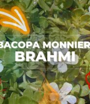 Bacopa Monnieri o Brahmi