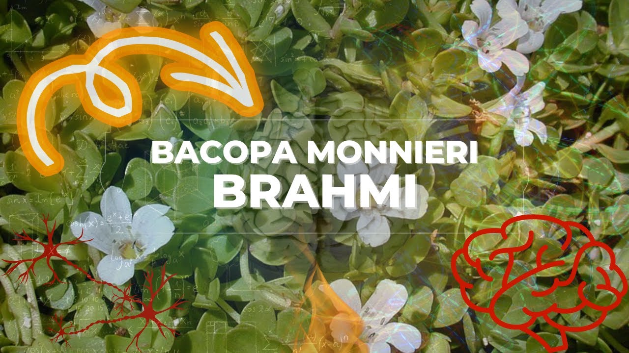 Bacopa Monnieri o Brahmi