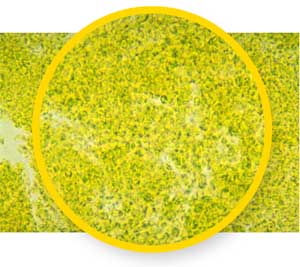 Sun Chlorella A: Probablemente la mejor chlorella del mercado