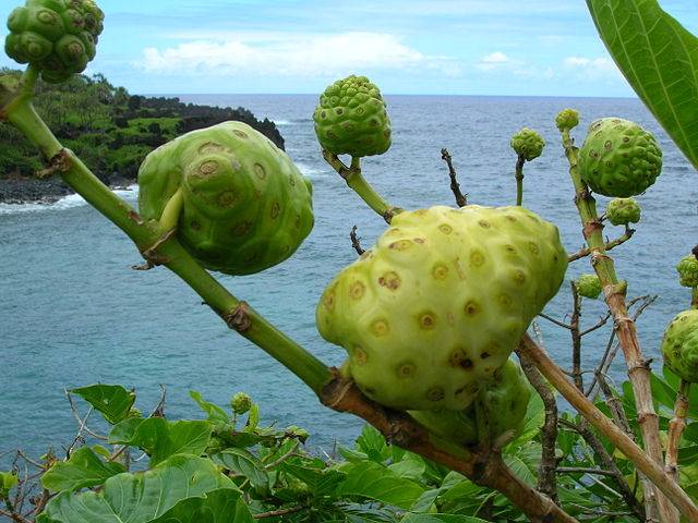 Las propiedades saludables del noni